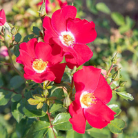 Rosa x polyantha Friendly® Red Meiariba