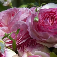 EDEN ROSE® Meiviolin/ GPT. EDEN ROSE Pierre De Ronsard ®