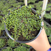 Пълзяща мащерка