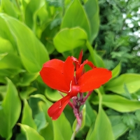 Кана индика (Canna Indica)