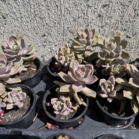 Сукулент Graptopetalum paraguayense - голям