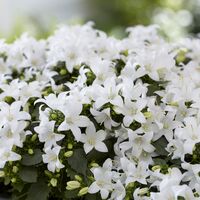 Кампанула