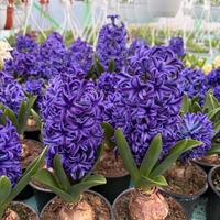 Зюмбюл Blue Jacket в саксия - единичен