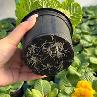 Едроцветна иглика - XL Mid Early Mix