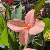 Кана / Canna CANNOVA