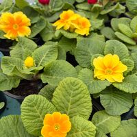 Едроцветна иглика - XL Mid Early Mix