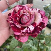 JULIO IGLESIAS® Meistemon