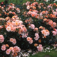 Cubana ® Rose