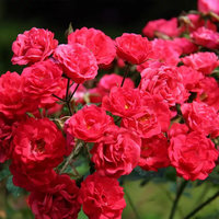 Scarlet BONICA® Meiscarlebo