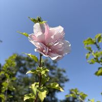 Дървовиден хибискус на щамба (Hibiscus syriacus) – кичести сортове