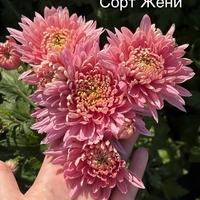 Бългрски хризантеми - различни сортове