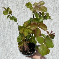 EDEN ROSE® Meiviolin/ GPT. EDEN ROSE Pierre De Ronsard ®