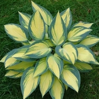Хоста /Hosta/ - Hosta Remember Me