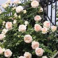 Palais Royal - White Eden Rose®