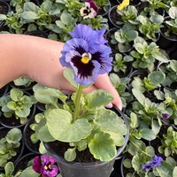 Къдрави теменужки