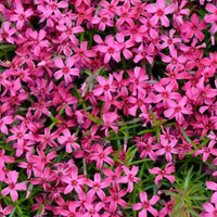 Алпийски флокс (Phlox subulata 'Scarlet flame')