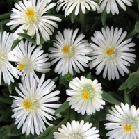 Делосперма/Delosperma