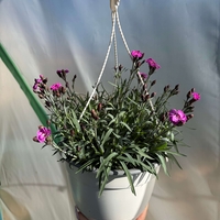 Каскаден ароматен карамфил - кошници