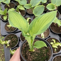 Хоста /Hosta/ - Hosta Remember Me
