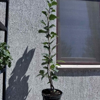 Люляк (Syringa)