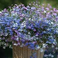 Лобелия - тройка компактна (compact Fashion)