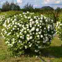 Калина „Снежна топка“ (Viburnum opulus ‘Roseum’ / “Boule de Neige”)