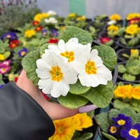 Едроцветна иглика - XL Mid Early Mix