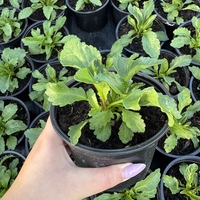 Маргарита (едроцветна)