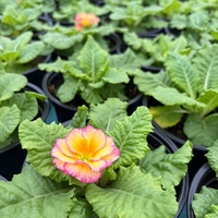 Кичеста иглика, тип розичка