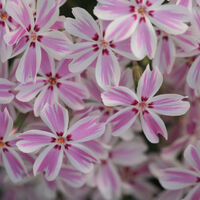 Алпийски флокс (Phlox subulata 'Candy stripe')