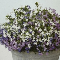 Лобелия - тройка компактна (compact Fashion)