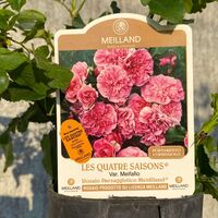 LES QUATRE SAISONS® Meifafio