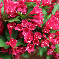 Вайгела (Weigela florida) 'Bristol Ruby'