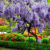 Глициния / Вистерия (Wisteria)