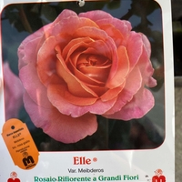 ELLE® Meibderos