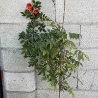 Текома (Campsis radicans)