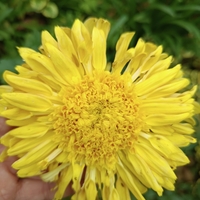 Високостеблена хризантема Rosela Yellow