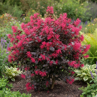 Лоропелатум 