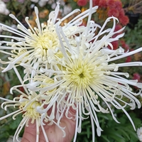 Високостеблена хризантема White Spider