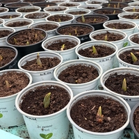 Лале Foxtrot в саксия - единично