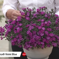 Каскаден ароматен карамфил