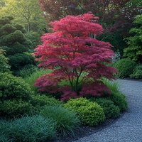 Японски клен ‘Atropurpureum’ (Acer palmatum Atropurpureum)