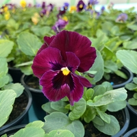 Къдрави теменужки