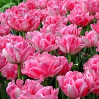 Лале Foxtrot в саксия - единично