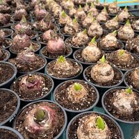 Зюмбюл Blue Jacket в саксия - единичен