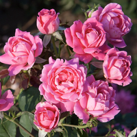 Pink Double KNOCK OUT® Radtkopink