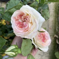 Palais Royal - White Eden Rose®