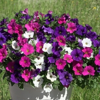 Петуния - тройка (The Power Sisters)