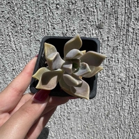 Сукулент Graptopetalum paraguayense - малък