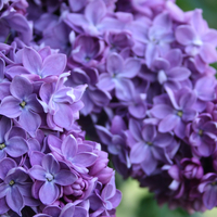 Люляк (Syringa)